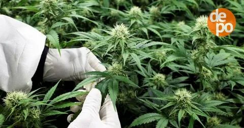 Exploring the Culture and Cannabis Innovations of West Coast Weed