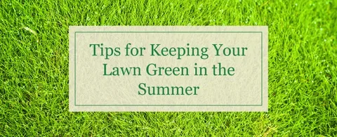Lawn Care 101: How to Keep Your Grass Green All Year